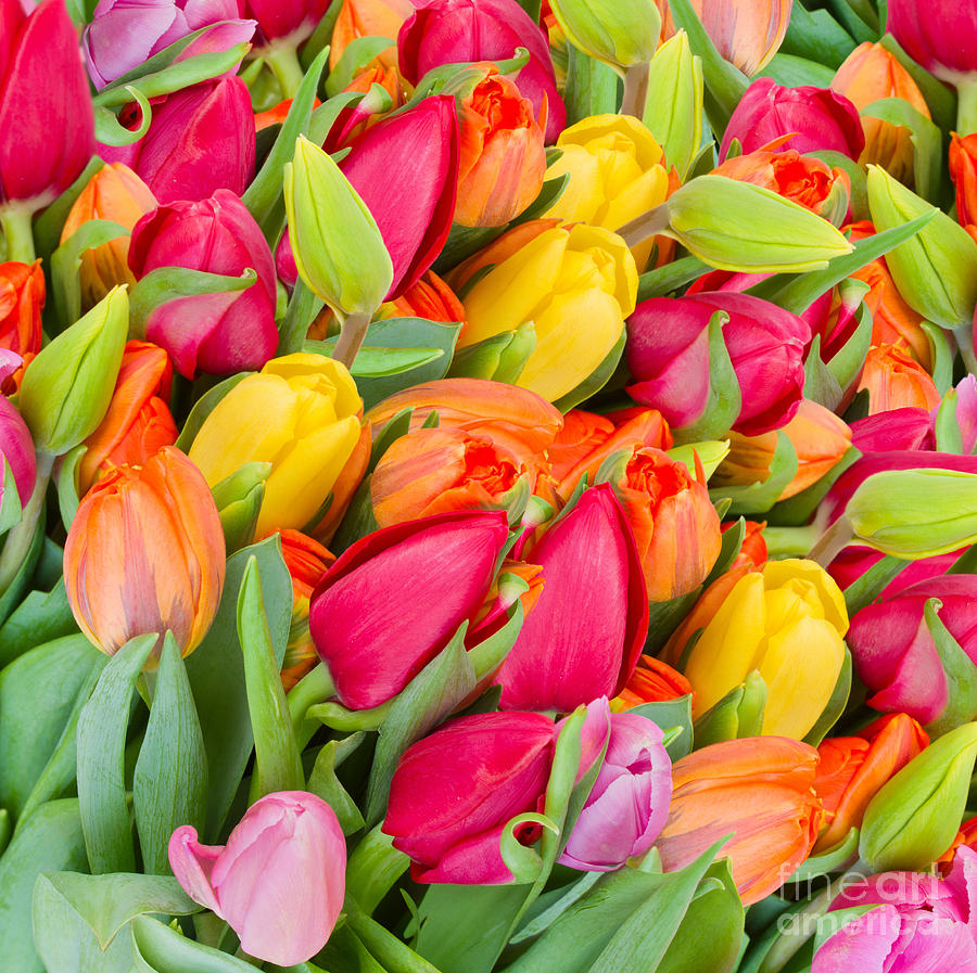 Background of Spring Tulips Photograph by Anastasy Yarmolovich