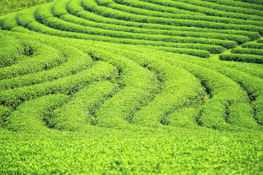 Backgroung and texture for green tea farm Photograph by Anek Suwannaphoom