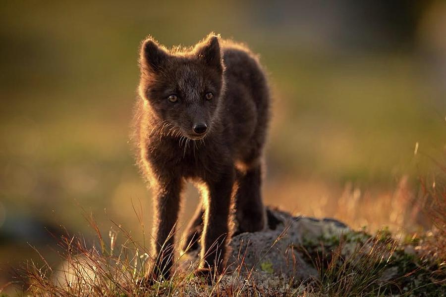 Backlight Fox Photograph by Arnfinn Malmedal - Fine Art America