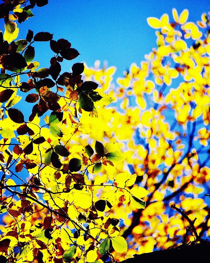 Fall Photograph - Backlight  by Marta Spencer