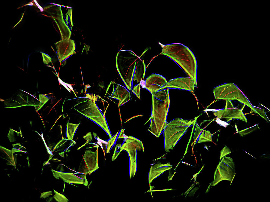 Backlighted Lilac Leaves Photograph by Scott Carlton