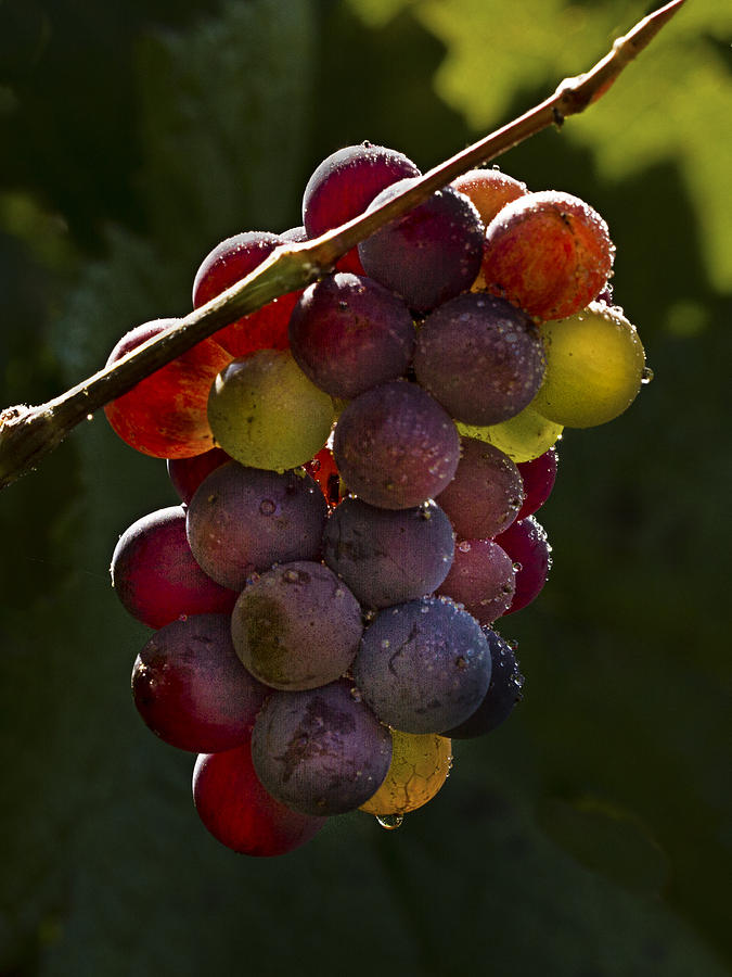 Backlighting on Grapes Photograph by Jean Noren