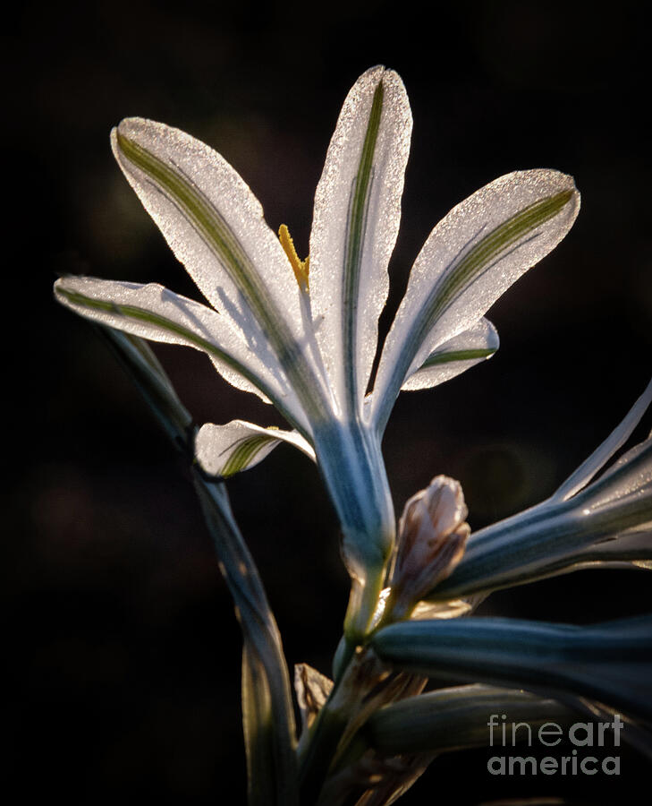 Inspirational Photograph - Backlit Ajo Lily by Robert Bales
