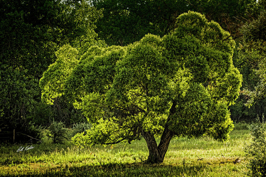 Backlit And Green Photograph by Bill Kesler