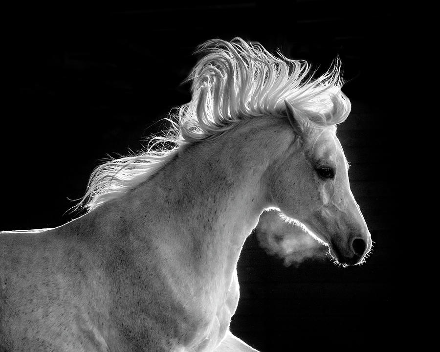 Backlit Arabian Photograph by Wes and Dotty Weber
