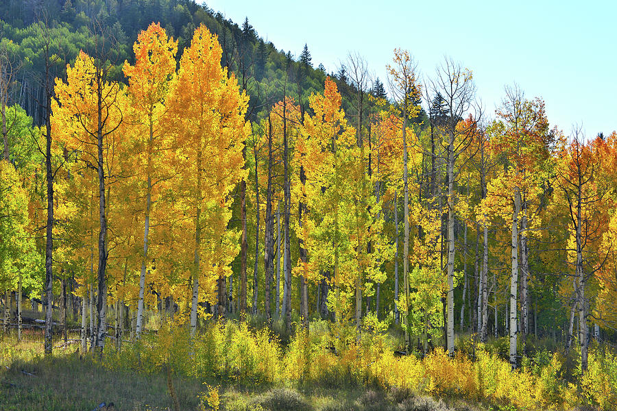 Backlit Aspens along Highway 62 Photograph by Ray Mathis