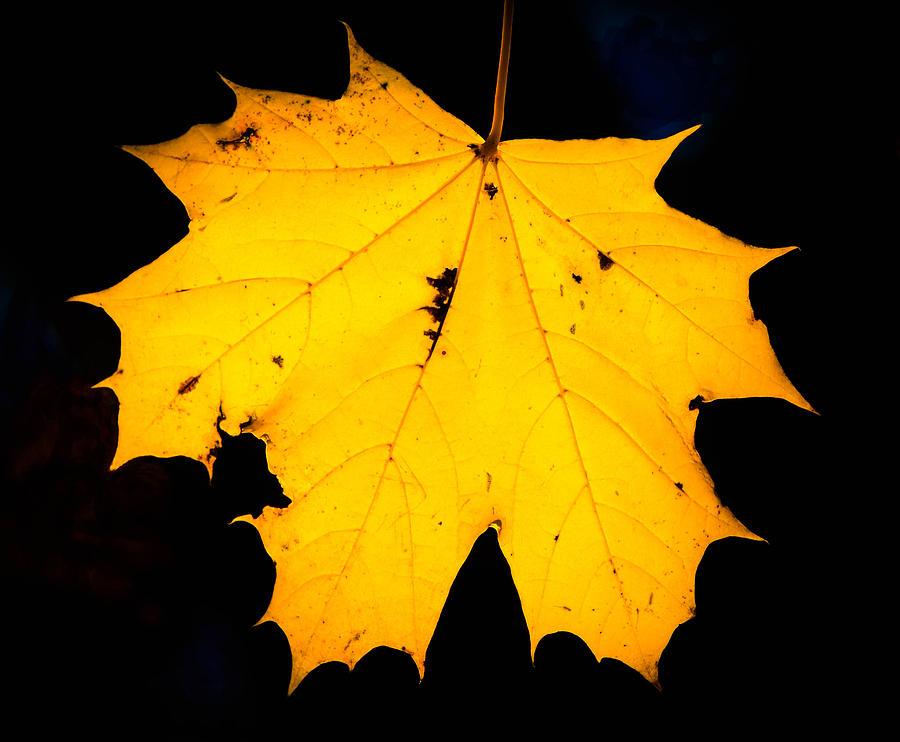 Backlit Autumn Leaf Photograph by Bruce Pritchett