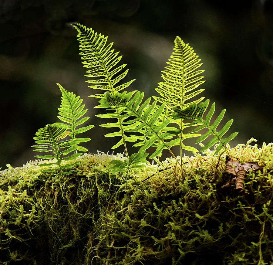 Backlit Baby Ferns Photograph by Jean Noren