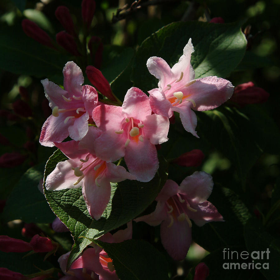 Fuschia Photograph - Backlit Blossoms by Georgia Sheron