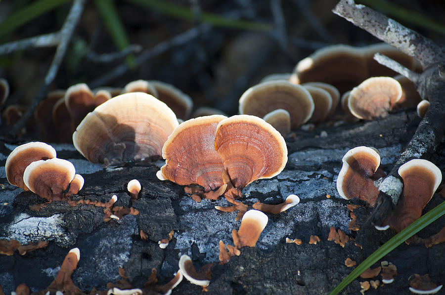 Backlit Bracket Fungi Photograph by Kenneth Albin