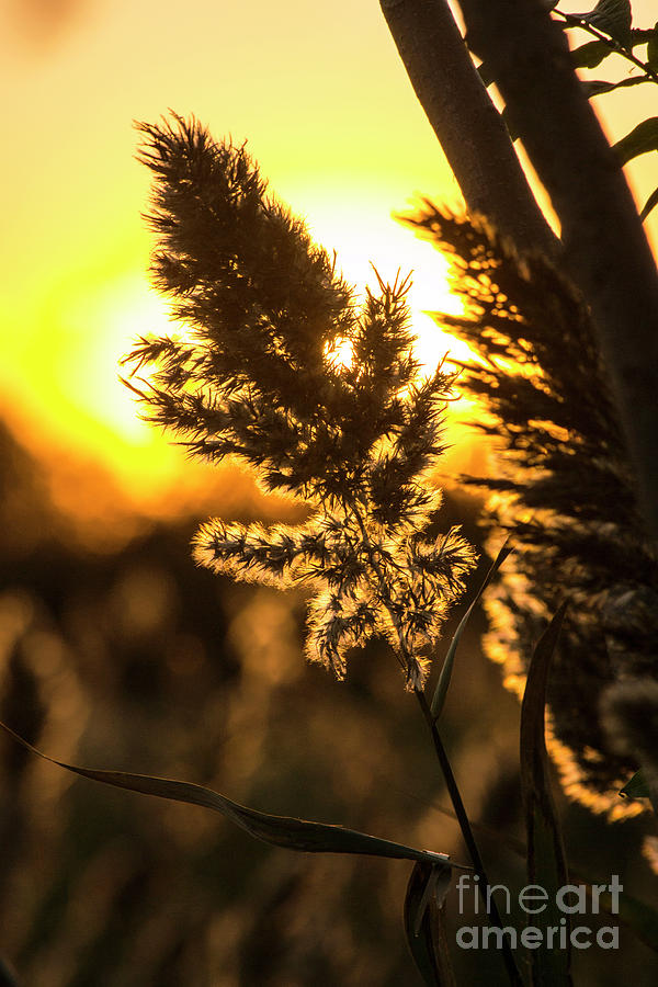 Sunset Photograph - Backlit by the Sunset by Zawhaus Photography