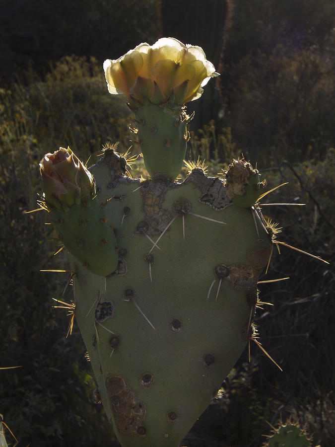 Backlit Cactus Flower Photograph by Jean Noren