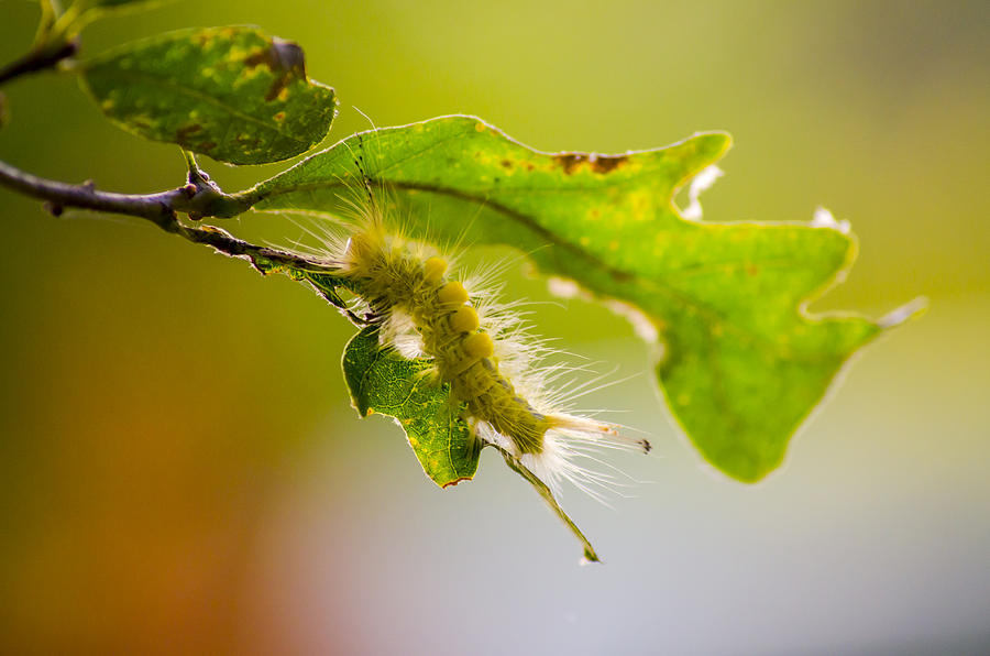 Backlit Caterpillar Photograph by Steve LItalien