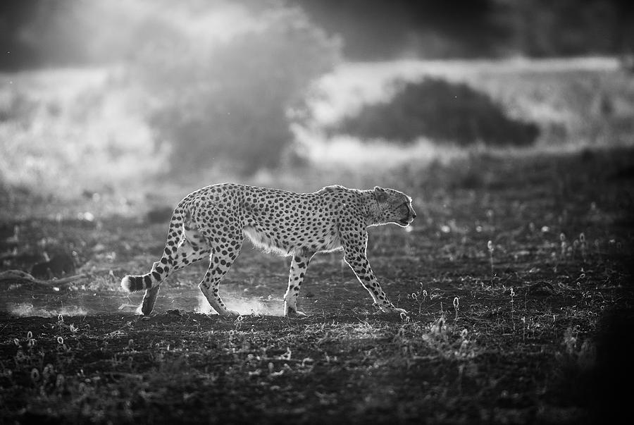 Backlit Cheetah Photograph by Jaco Marx