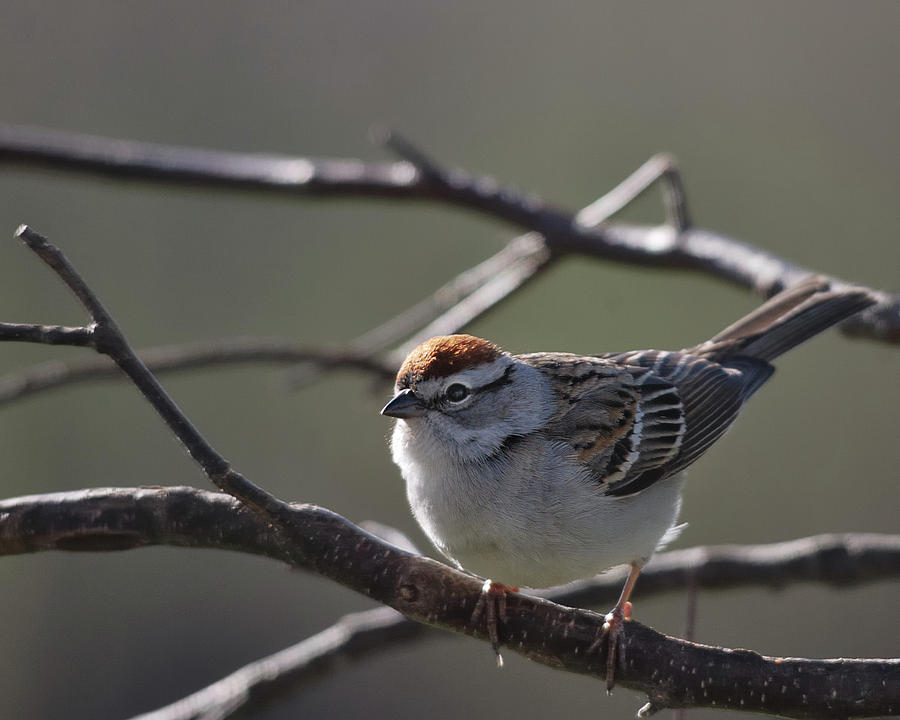 Backlit Chipping Sparrow Photograph by Sue Capuano