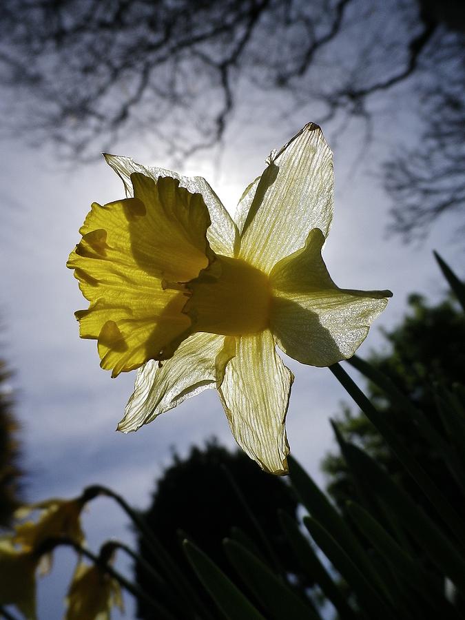 Backlit Daffodil Photograph by Richard Brookes