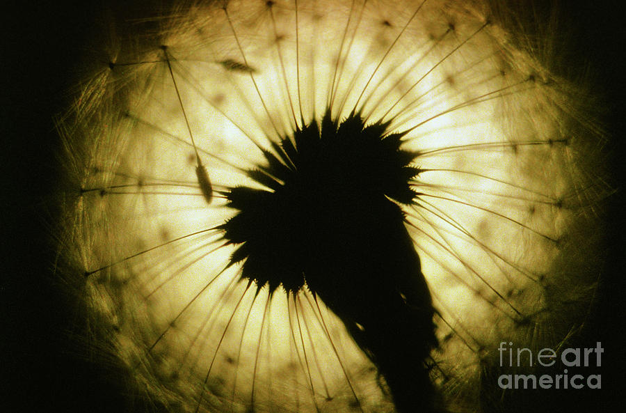 Backlit Dandelion Gone to Seed Center Focus Photograph by Rick Bures