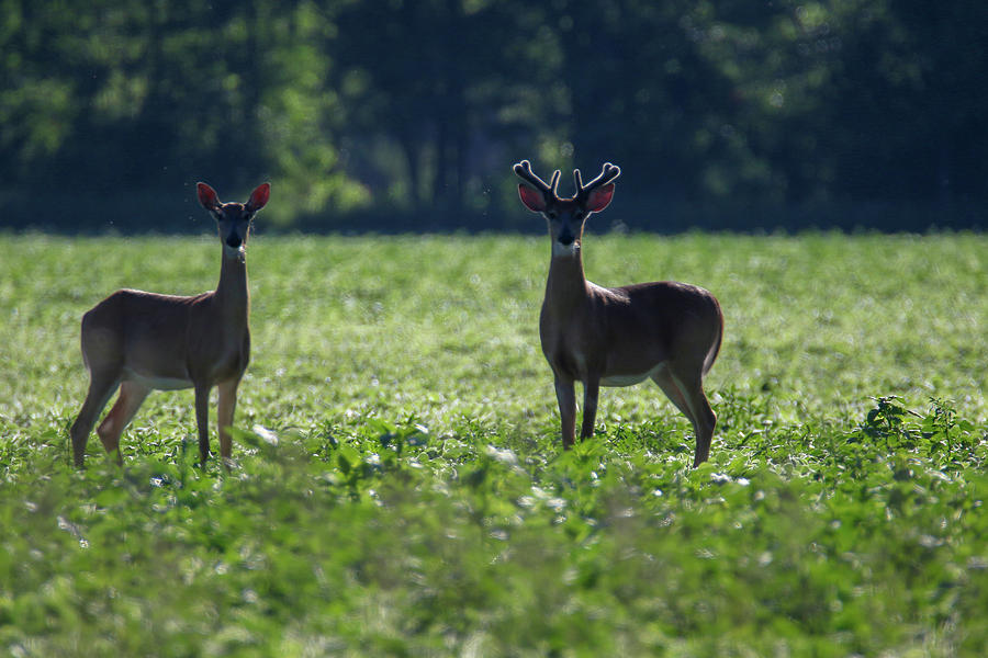 Backlit Deer in Beans Photograph by Brook Burling