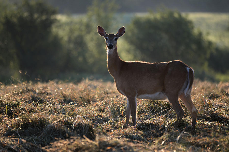 Backlit Doe Photograph by Whispering Peaks Photography