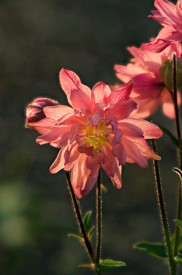 Flowers Still Life Photograph - Backlit Double Columbine by Douglas Barnett