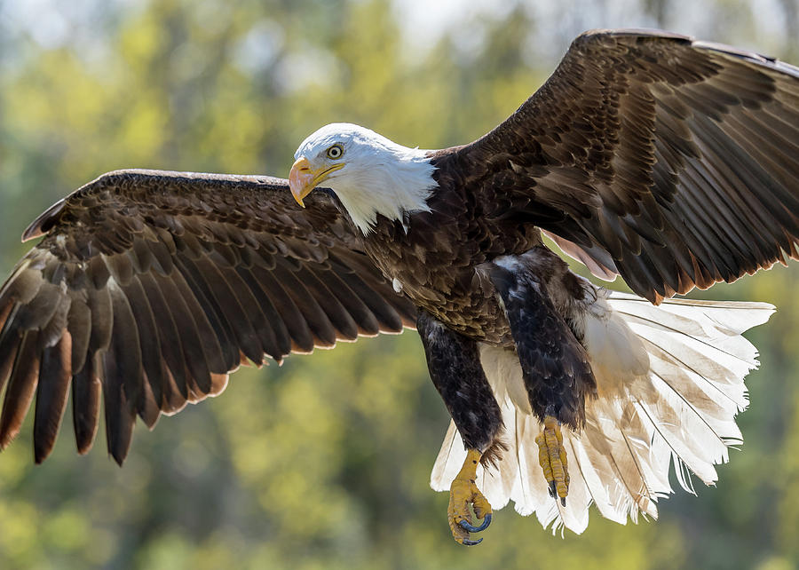 Backlit Eagle Photograph by Ian Sempowski