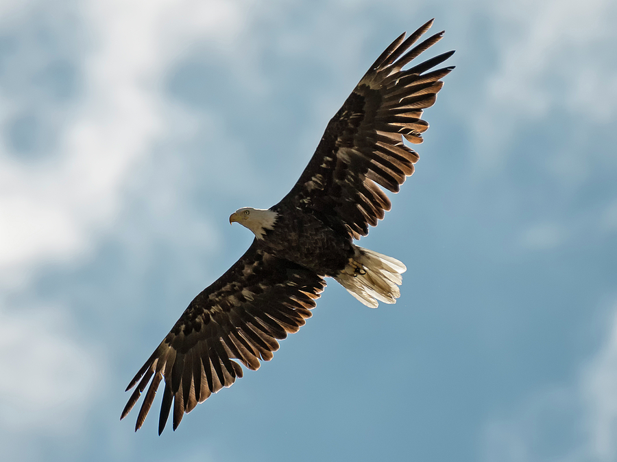 Backlit Eagle Photograph by Loree Johnson