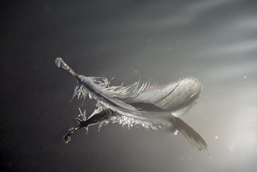 Backlit Feather Photograph by Robert Potts