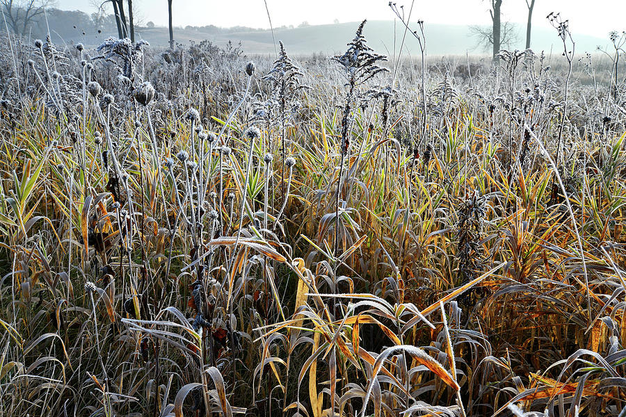 Backlit Frosted Grasses along Nippersink Creek in Glacial Park Photograph by Ray Mathis