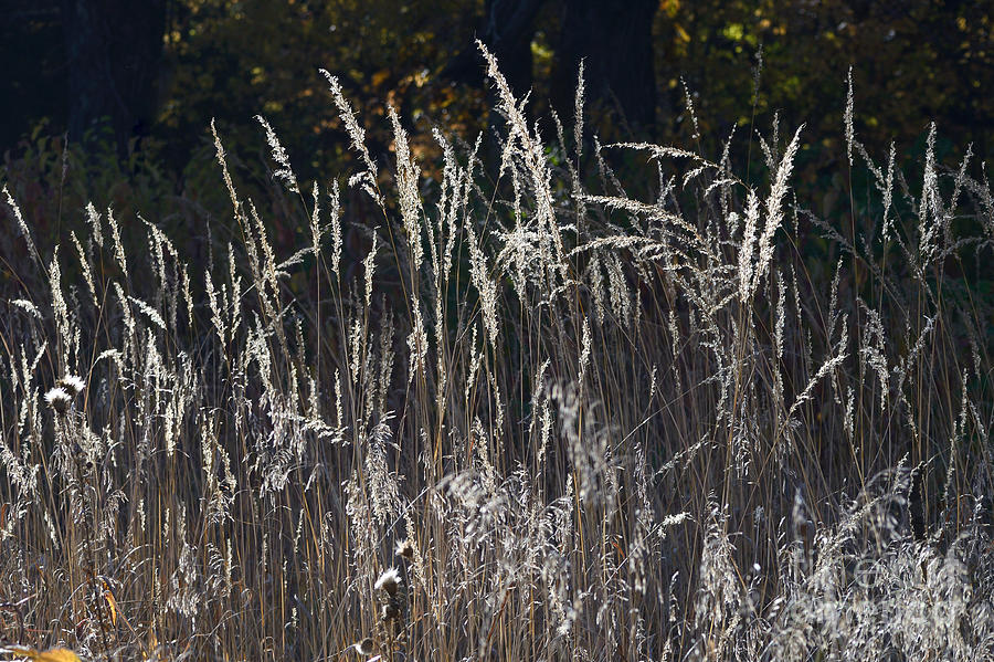 Backlit Grass No 3 9596 Photograph by Ken DePue