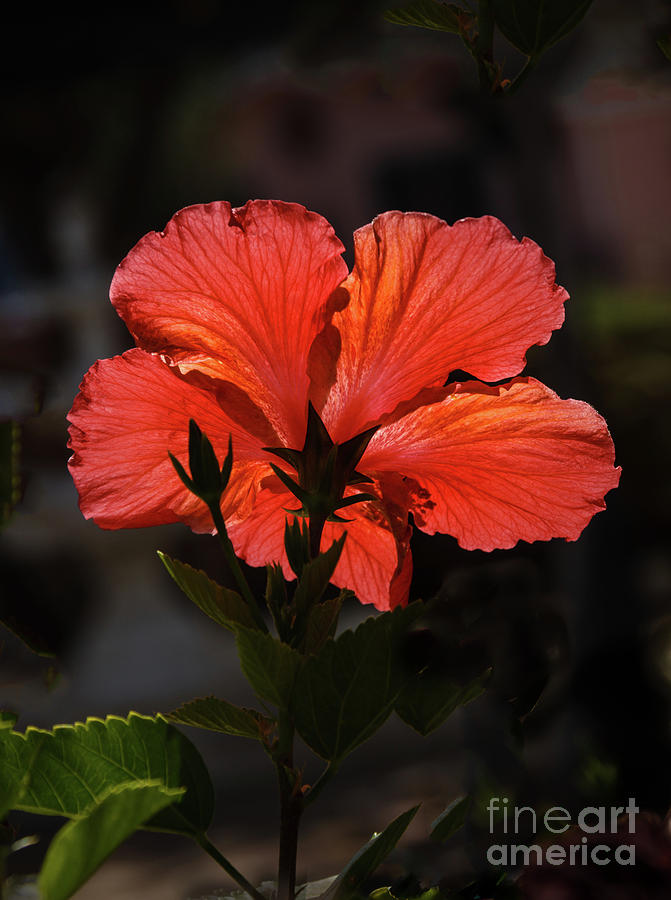 Backlit Hibiscus Photograph by Robert Bales