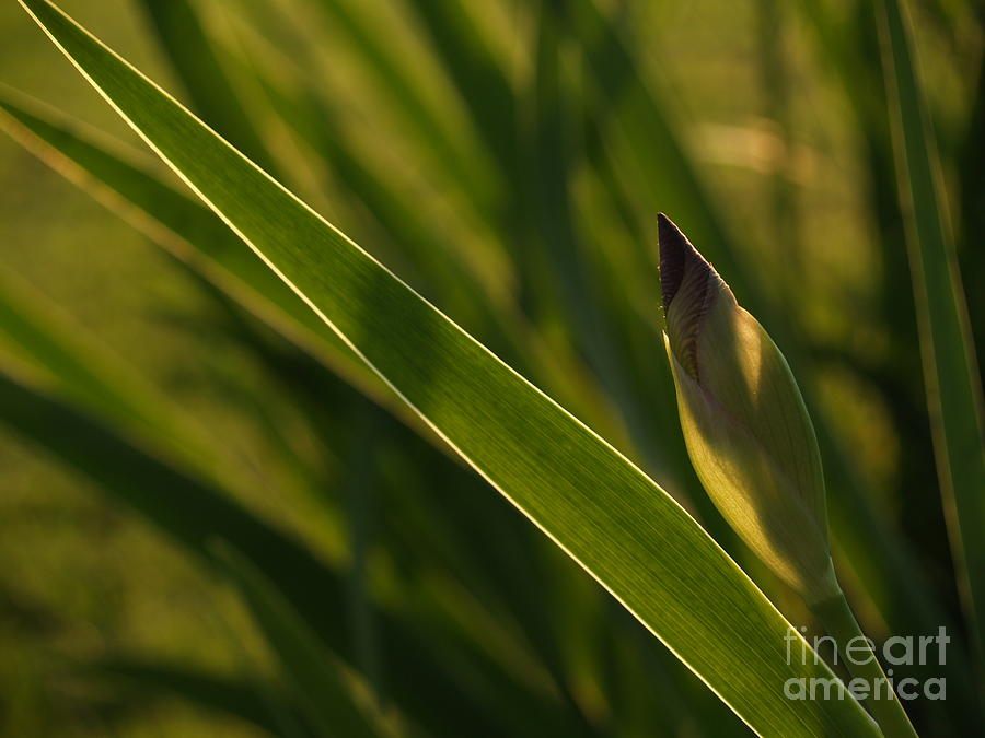 Backlit Iris Bud in Evening Photograph by Anna Lisa Yoder