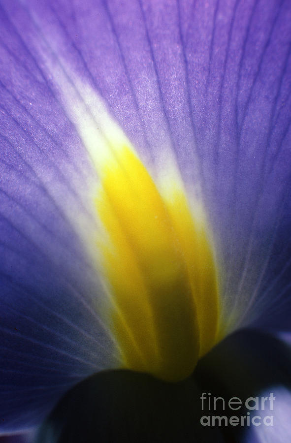 Backlit Iris Flower Petal Close Up Purple and Yellow Photograph by Rick Bures