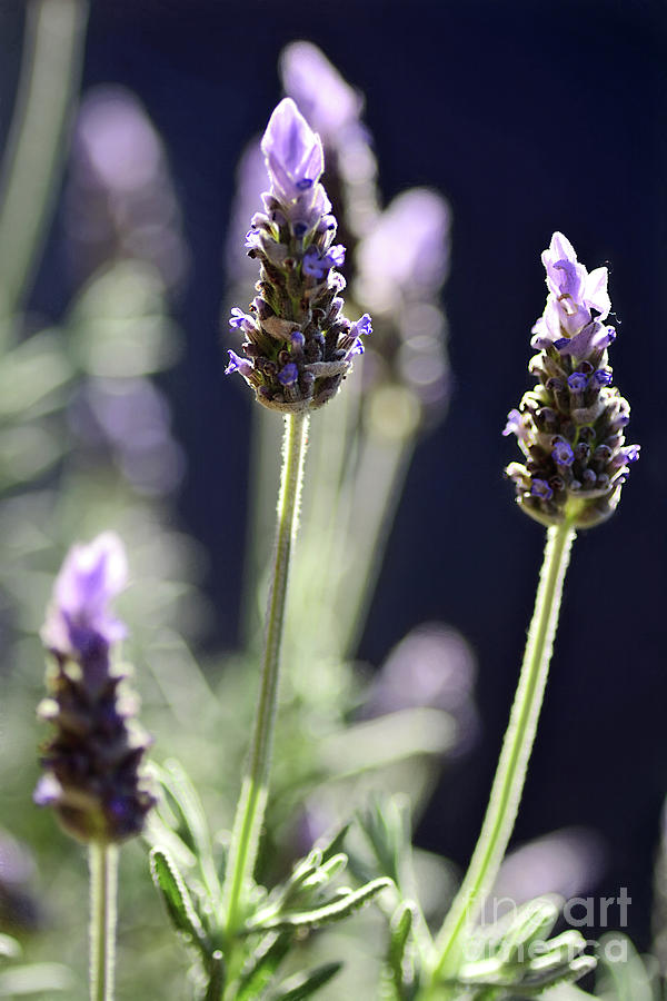 Flower Photograph - Backlit Lavender by Kaye Menner by Kaye Menner