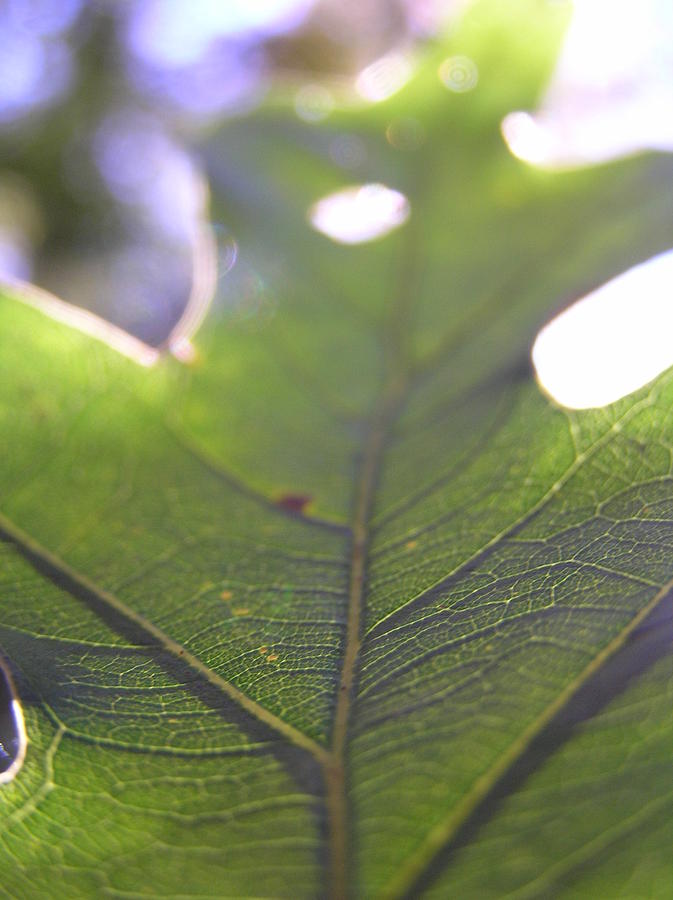 Backlit Leaf Photograph by Dustin K Ryan