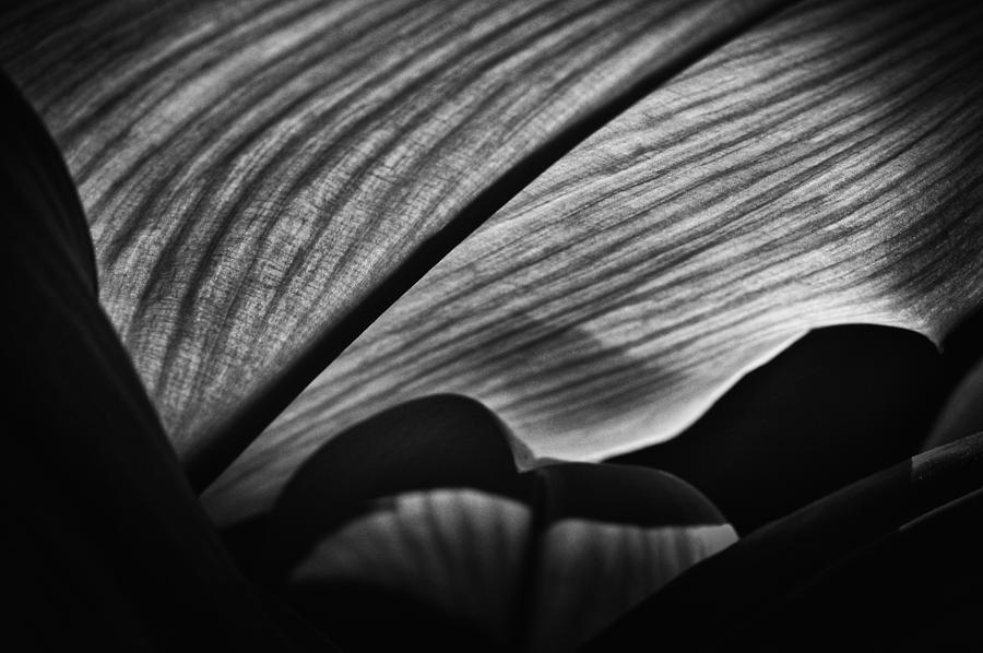 Nature Photograph - Backlit Leaf in B/W by David Resnikoff