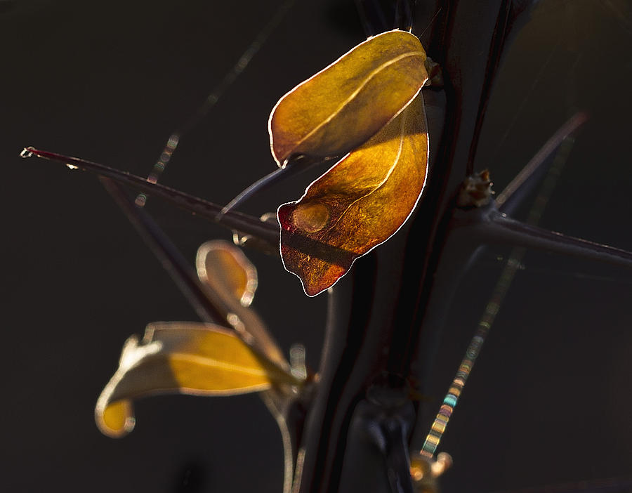 Backlit Leaf Photograph by Jean Noren