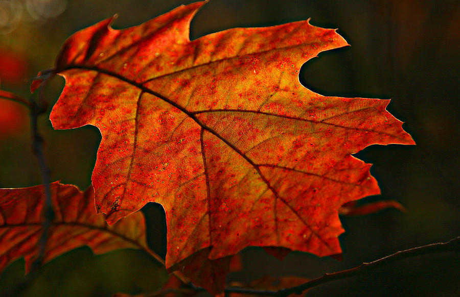 Backlit Leaf Photograph by Shari Jardina