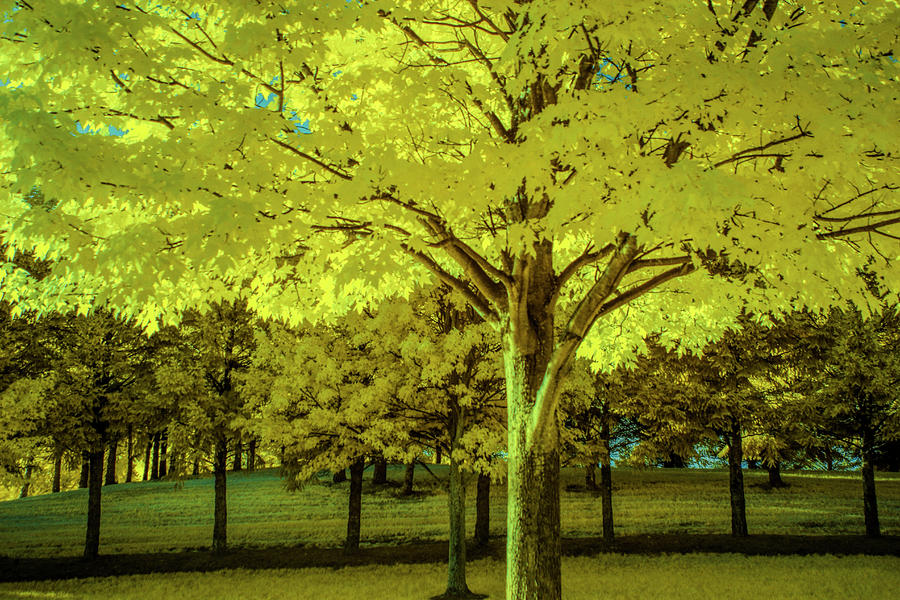 Backlit Leaves of a Tree in Infrared Photograph by Randall Nyhof