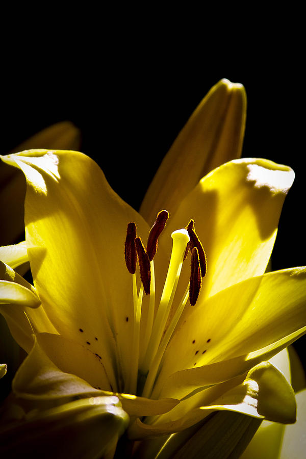 Backlit Lily Photograph