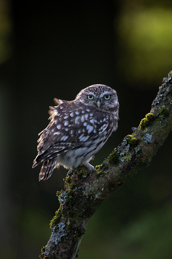 Backlit Little Owl Photograph by Pete Walkden