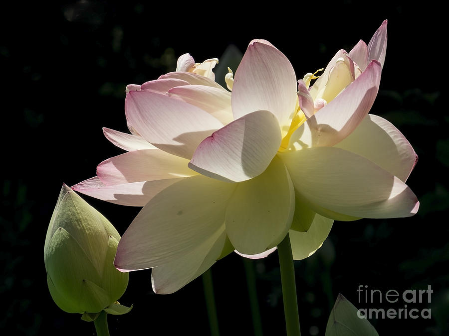 Backlit Lotus Blossom Photograph by Lili Feinstein
