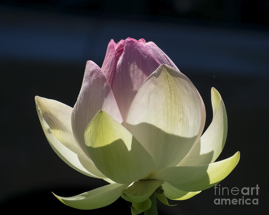 Backlit Lotus Bud 2015 Photograph by Lili Feinstein