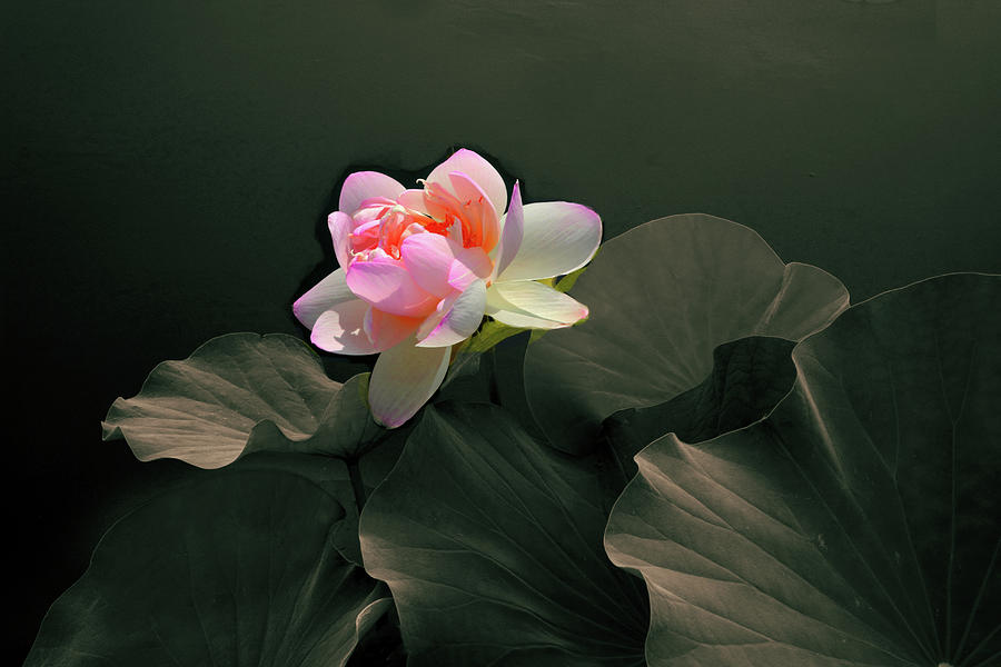 Backlit Lotus Photograph by Jessica Jenney