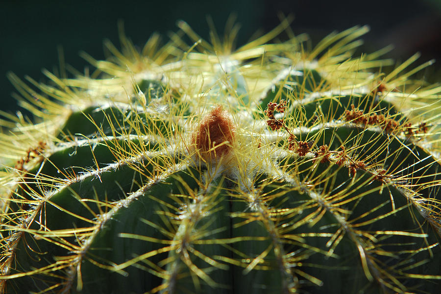 Backlit Moon Cactus Photograph by Gwen Juarez - Fine Art America