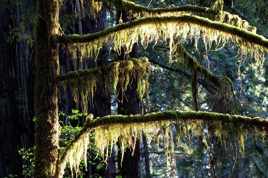 Backlit Moss Photograph by Rick Pisio