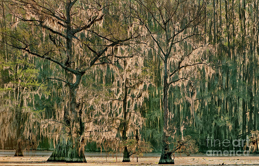 Backlit Moss-covered Trees Caddo Lake Texas Photograph by Dave Welling