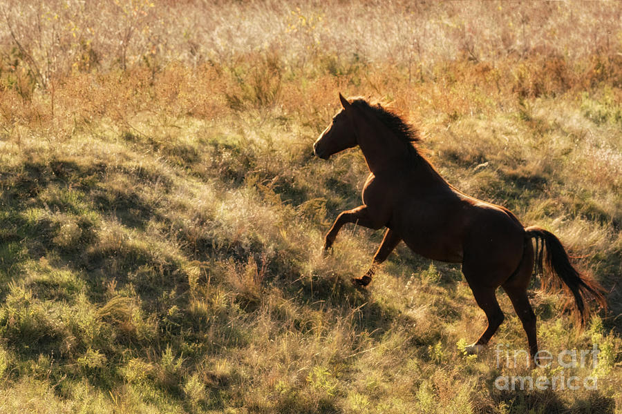 Horse Photograph - Backlit Mustang by Priscilla Burgers