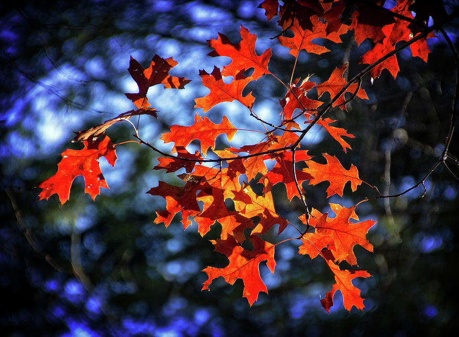 Backlit Oak Leaves in Autumn Photograph by Carolyn Derstine