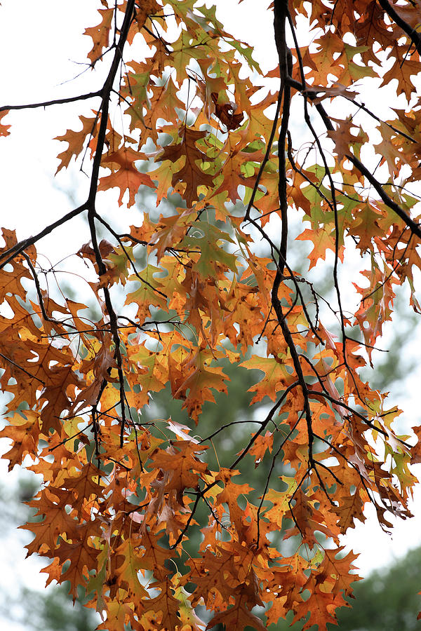 Backlit Oak Leaves Photograph by William Kuta