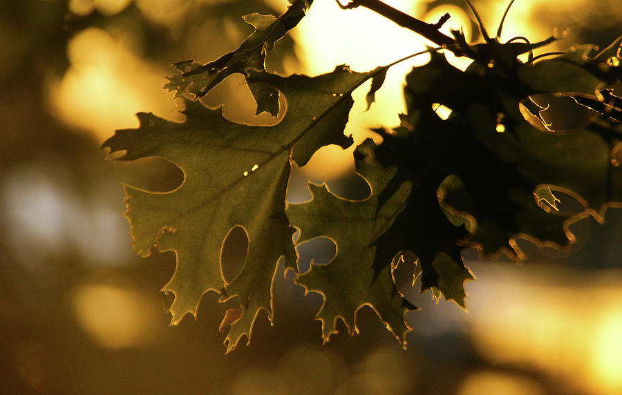 Backlit Oak Photograph by Tingy Wende